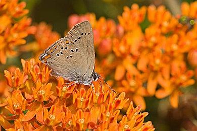 预告的预告 《GTA6》宣传片12月5日22点放出